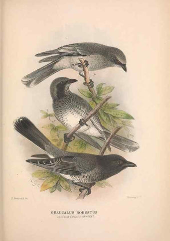 Reproducción/Reproduction 48684981597: The Birds of Australia. London :Witherby & Co.,1910-1927.. 