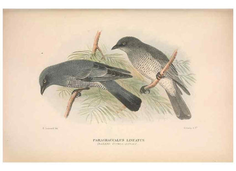 Reproducción/Reproduction 48684981947: The Birds of Australia. London :Witherby & Co.,1910-1927.. 