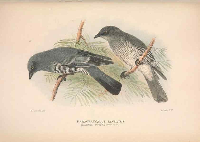 Reproducción/Reproduction 48684981947: The Birds of Australia. London :Witherby & Co.,1910-1927.. 