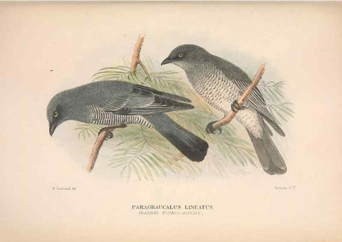 Reproducción/Reproduction 48684981947: The Birds of Australia. London :Witherby & Co.,1910-1927.. 