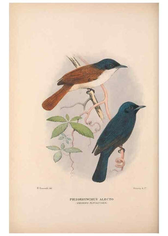 Reproducción/Reproduction 48684979797: The Birds of Australia. London :Witherby & Co.,1910-1927.. 