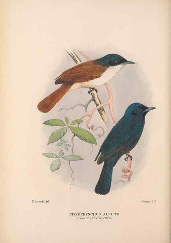 Reproducción/Reproduction 48684979797: The Birds of Australia. London :Witherby & Co.,1910-1927.. 