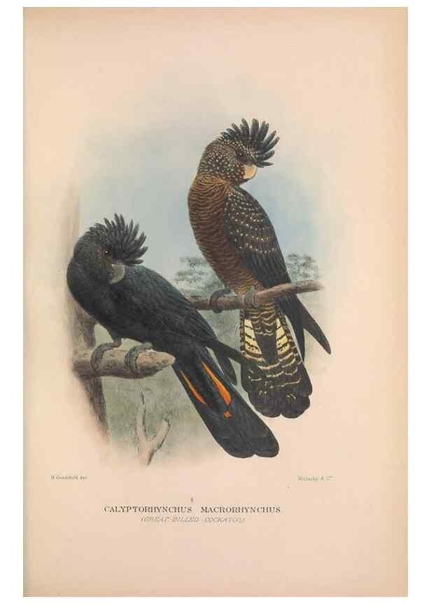 Reproducción/Reproduction 48684270958: The Birds of Australia. London :Witherby & Co.,1910-1927.. 