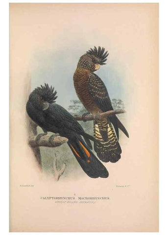 Reproducción/Reproduction 48684270958: The Birds of Australia. London :Witherby & Co.,1910-1927.. 