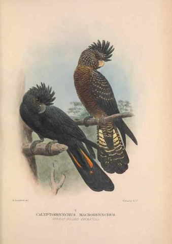 Reproducción/Reproduction 48684270958: The Birds of Australia. London :Witherby & Co.,1910-1927.. 