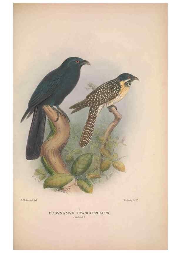 Reproducción/Reproduction 48684665406: The Birds of Australia. London :Witherby & Co.,1910-1927.. 