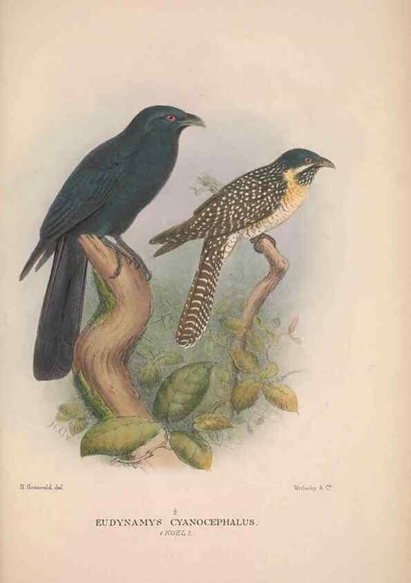 Reproducción/Reproduction 48684665406: The Birds of Australia. London :Witherby & Co.,1910-1927.. 