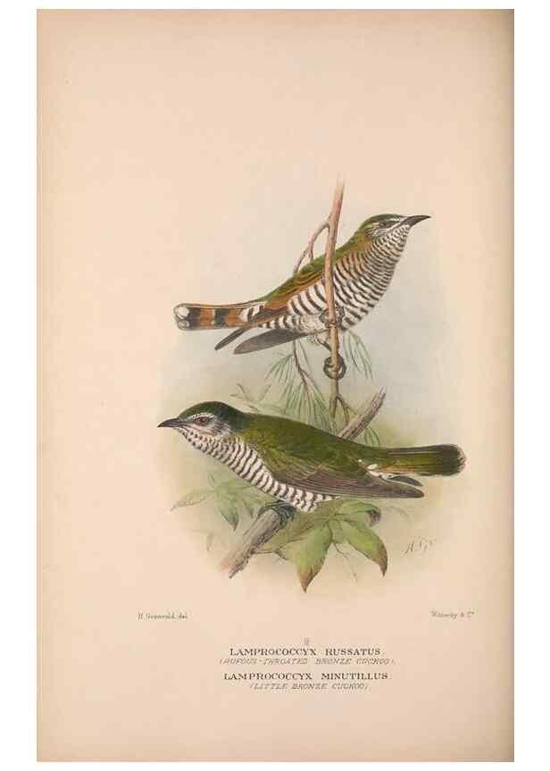 Reproducción/Reproduction 48684326133: The Birds of Australia. London :Witherby & Co.,1910-1927.. 