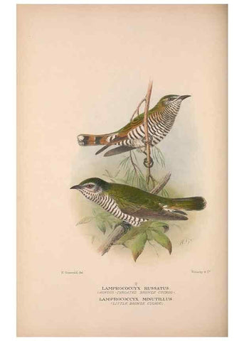 Reproducción/Reproduction 48684326133: The Birds of Australia. London :Witherby & Co.,1910-1927.. 