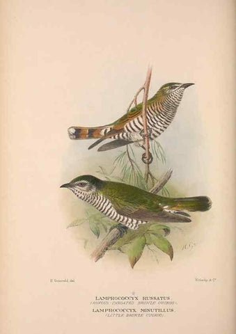 Reproducción/Reproduction 48684326133: The Birds of Australia. London :Witherby & Co.,1910-1927.. 