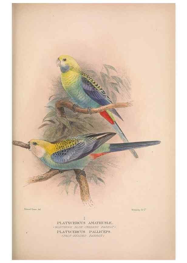 Reproducción/Reproduction 48684790832: The Birds of Australia. London :Witherby & Co.,1910-1927.. 