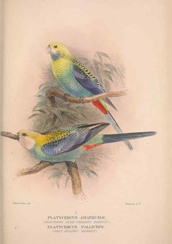 Reproducción/Reproduction 48684790832: The Birds of Australia. London :Witherby & Co.,1910-1927.. 