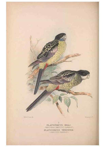 Reproducción/Reproduction 48684618186: The Birds of Australia. London :Witherby & Co.,1910-1927.. 