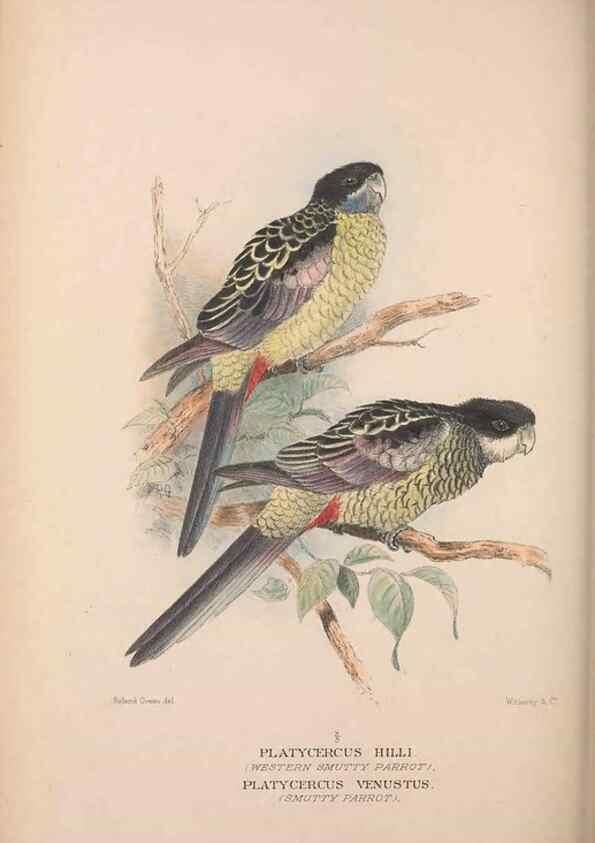 Reproducción/Reproduction 48684618186: The Birds of Australia. London :Witherby & Co.,1910-1927.. 