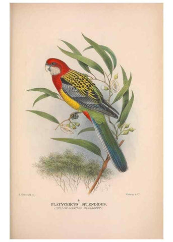 Reproducción/Reproduction 48684618496: The Birds of Australia. London :Witherby & Co.,1910-1927.. 