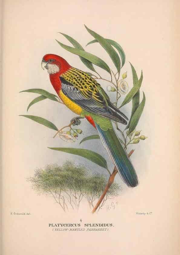 Reproducción/Reproduction 48684618496: The Birds of Australia. London :Witherby & Co.,1910-1927.. 