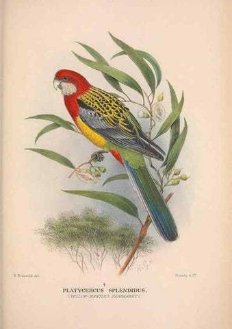 Reproducción/Reproduction 48684618496: The Birds of Australia. London :Witherby & Co.,1910-1927.. 