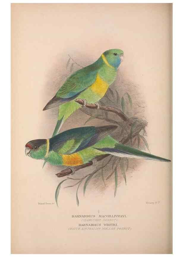 Reproducción/Reproduction 48684791687: The Birds of Australia. London :Witherby & Co.,1910-1927.. 