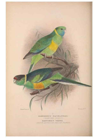 Reproducción/Reproduction 48684791687: The Birds of Australia. London :Witherby & Co.,1910-1927.. 