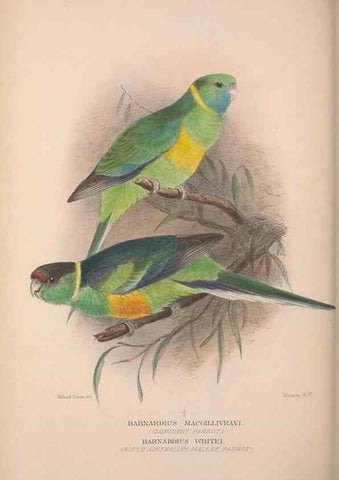 Reproducción/Reproduction 48684791687: The Birds of Australia. London :Witherby & Co.,1910-1927.. 