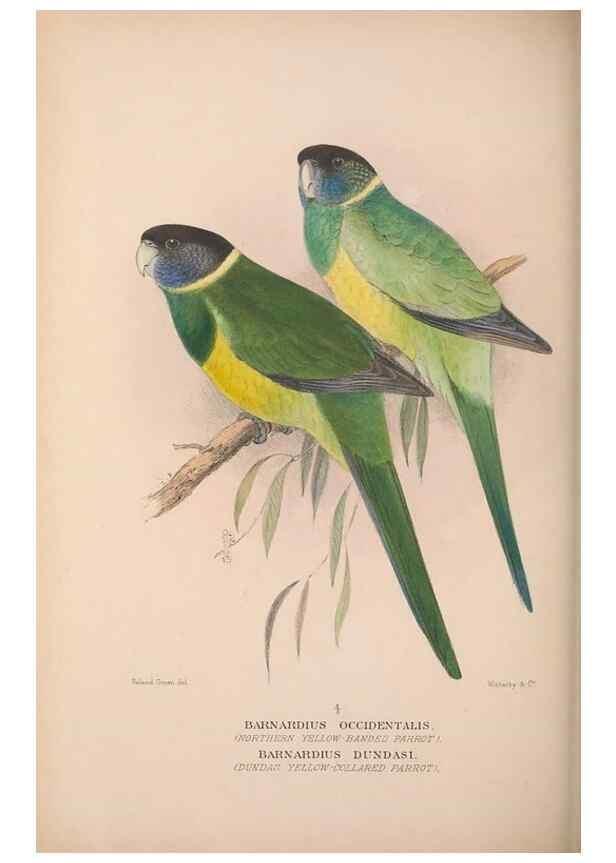 Reproducción/Reproduction 48684279713: The Birds of Australia. London :Witherby & Co.,1910-1927.. 