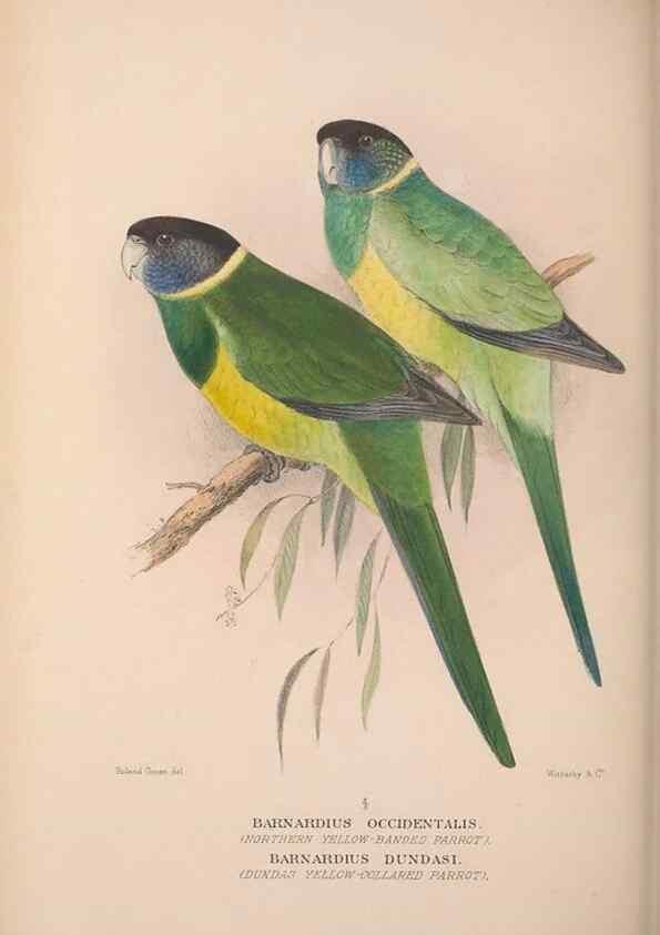 Reproducción/Reproduction 48684279713: The Birds of Australia. London :Witherby & Co.,1910-1927.. 