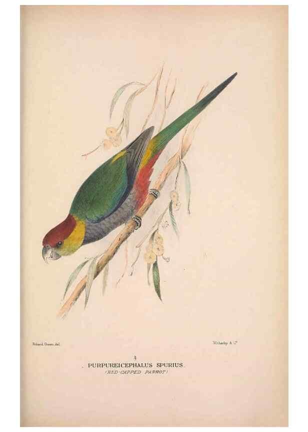 Reproducción/Reproduction 48684792312: The Birds of Australia. London :Witherby & Co.,1910-1927.. 
