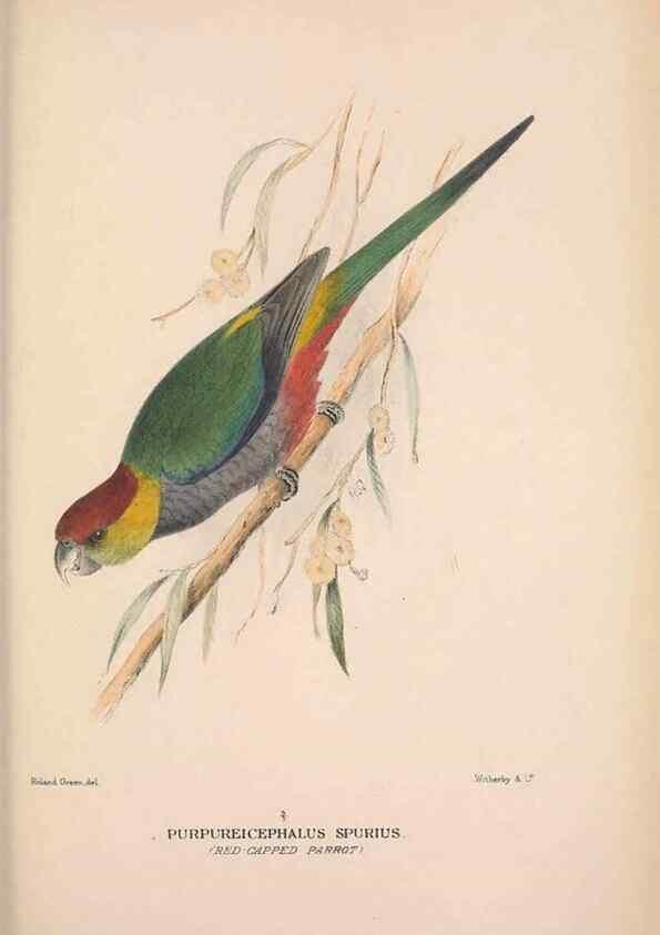 Reproducción/Reproduction 48684792312: The Birds of Australia. London :Witherby & Co.,1910-1927.. 