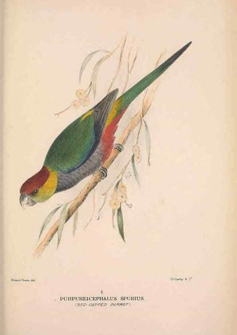 Reproducción/Reproduction 48684792312: The Birds of Australia. London :Witherby & Co.,1910-1927.. 