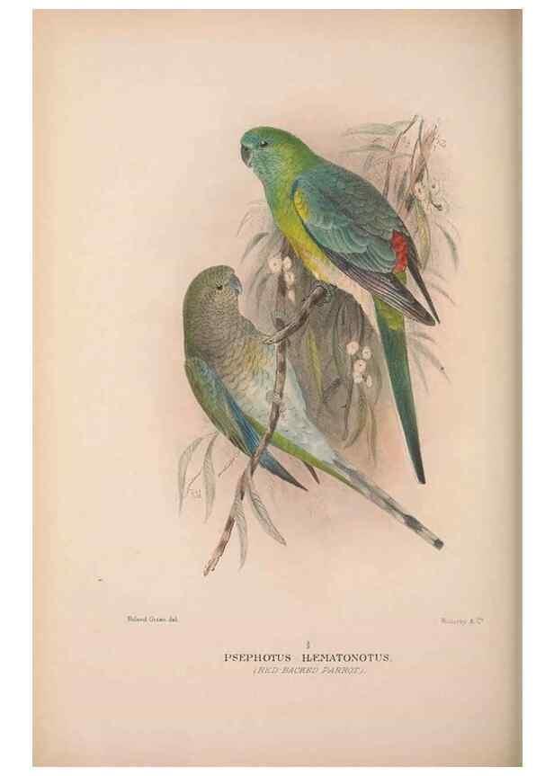 Reproducción/Reproduction 48684792597: The Birds of Australia. London :Witherby & Co.,1910-1927.. 