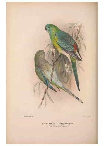 Reproducción/Reproduction 48684792597: The Birds of Australia. London :Witherby & Co.,1910-1927.. 