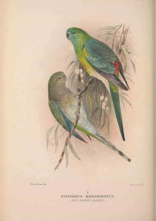 Reproducción/Reproduction 48684792597: The Birds of Australia. London :Witherby & Co.,1910-1927.. 