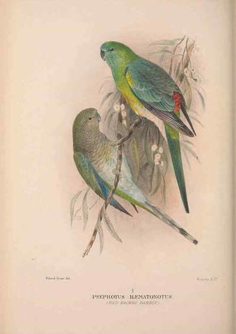 Reproducción/Reproduction 48684792597: The Birds of Australia. London :Witherby & Co.,1910-1927.. 