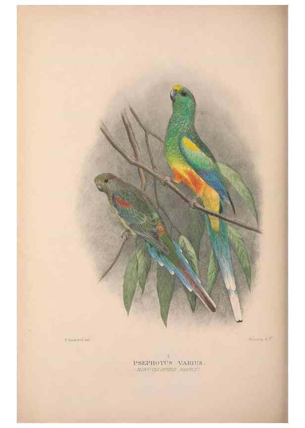 Reproducción/Reproduction 48684280513: The Birds of Australia. London :Witherby & Co.,1910-1927.. 