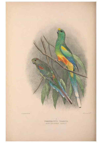 Reproducción/Reproduction 48684280513: The Birds of Australia. London :Witherby & Co.,1910-1927.. 