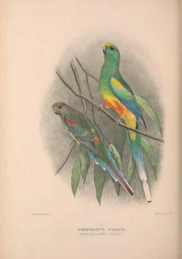 Reproducción/Reproduction 48684280513: The Birds of Australia. London :Witherby & Co.,1910-1927.. 
