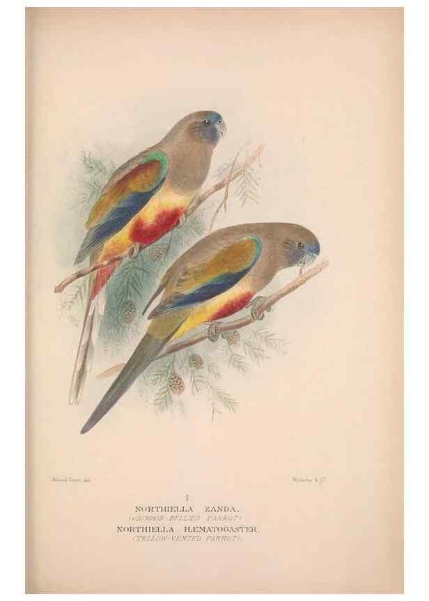 Reproducción/Reproduction 48684793152: The Birds of Australia. London :Witherby & Co.,1910-1927.. 