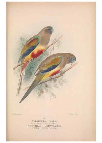 Reproducción/Reproduction 48684793152: The Birds of Australia. London :Witherby & Co.,1910-1927.. 