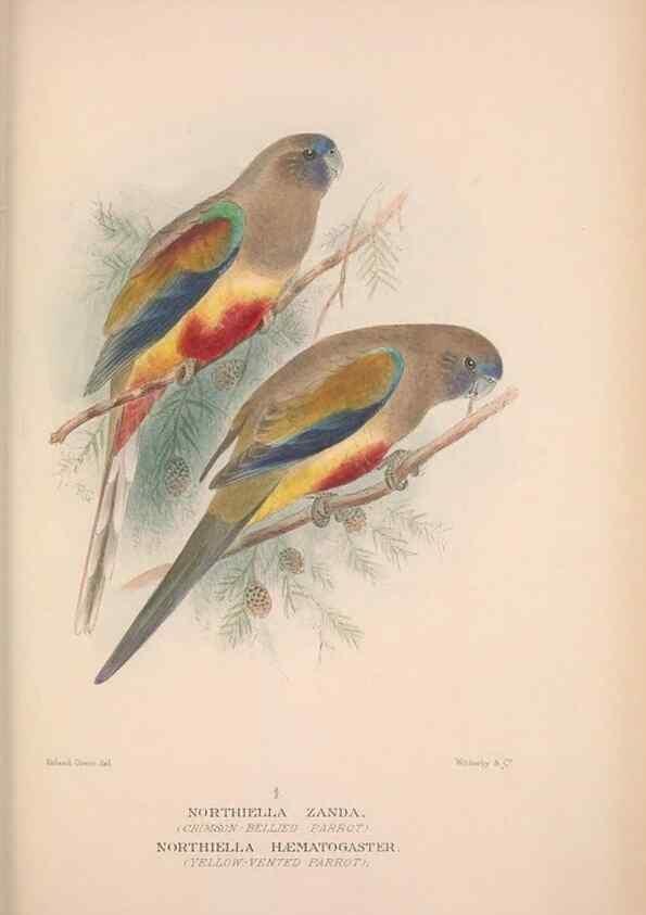 Reproducción/Reproduction 48684793152: The Birds of Australia. London :Witherby & Co.,1910-1927.. 