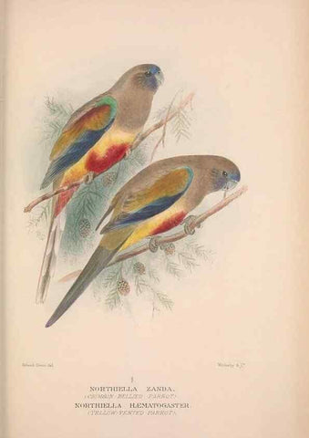 Reproducción/Reproduction 48684793152: The Birds of Australia. London :Witherby & Co.,1910-1927.. 