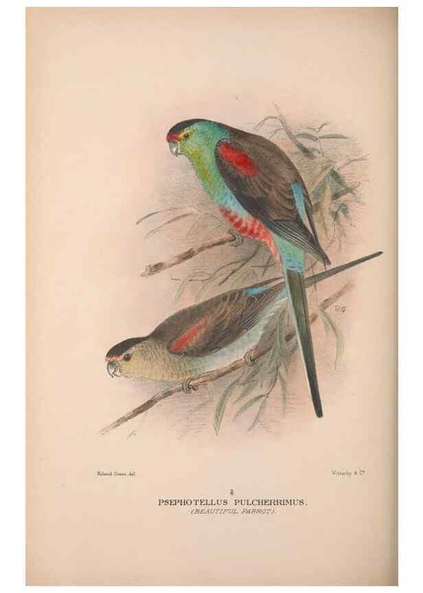 Reproducción/Reproduction 48684793502: The Birds of Australia. London :Witherby & Co.,1910-1927.. 