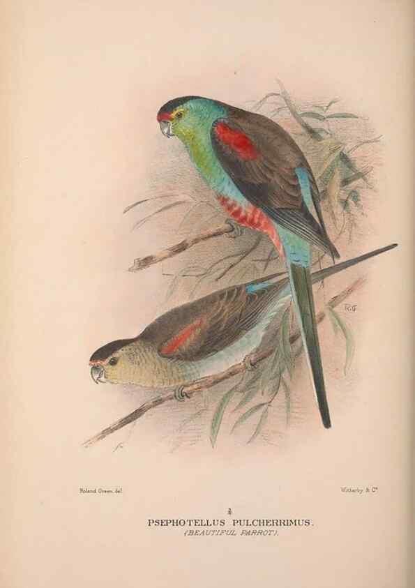 Reproducción/Reproduction 48684793502: The Birds of Australia. London :Witherby & Co.,1910-1927.. 