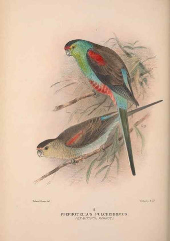 Reproducción/Reproduction 48684793502: The Birds of Australia. London :Witherby & Co.,1910-1927.. 