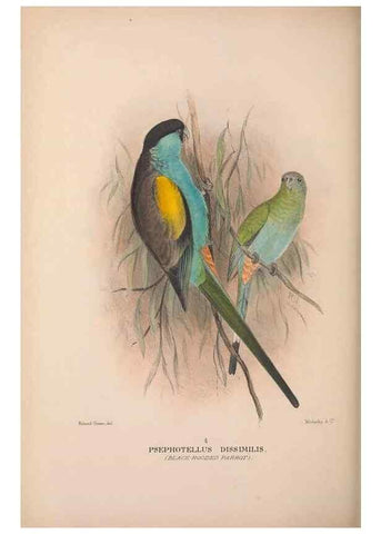 Reproducción/Reproduction 48684793717: The Birds of Australia. London :Witherby & Co.,1910-1927.. 