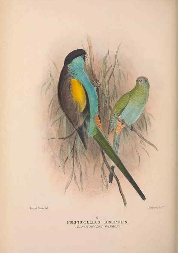 Reproducción/Reproduction 48684793717: The Birds of Australia. London :Witherby & Co.,1910-1927.. 