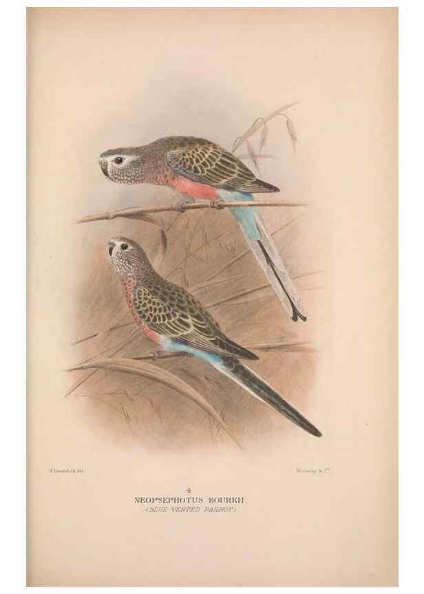 Reproducción/Reproduction 48684621241: The Birds of Australia. London :Witherby & Co.,1910-1927.. 