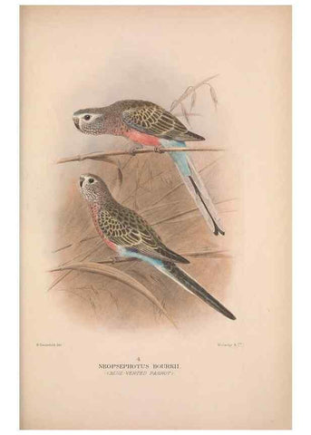 Reproducción/Reproduction 48684621241: The Birds of Australia. London :Witherby & Co.,1910-1927.. 