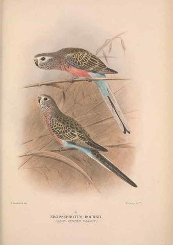 Reproducción/Reproduction 48684621241: The Birds of Australia. London :Witherby & Co.,1910-1927.. 