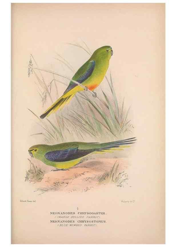 Reproducción/Reproduction 48684282263: The Birds of Australia. London :Witherby & Co.,1910-1927.. 