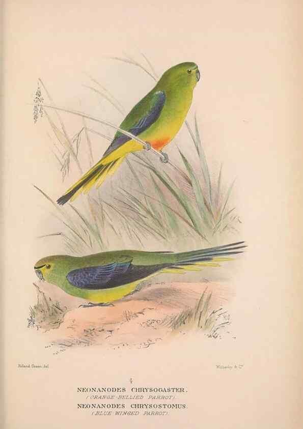 Reproducción/Reproduction 48684282263: The Birds of Australia. London :Witherby & Co.,1910-1927.. 
